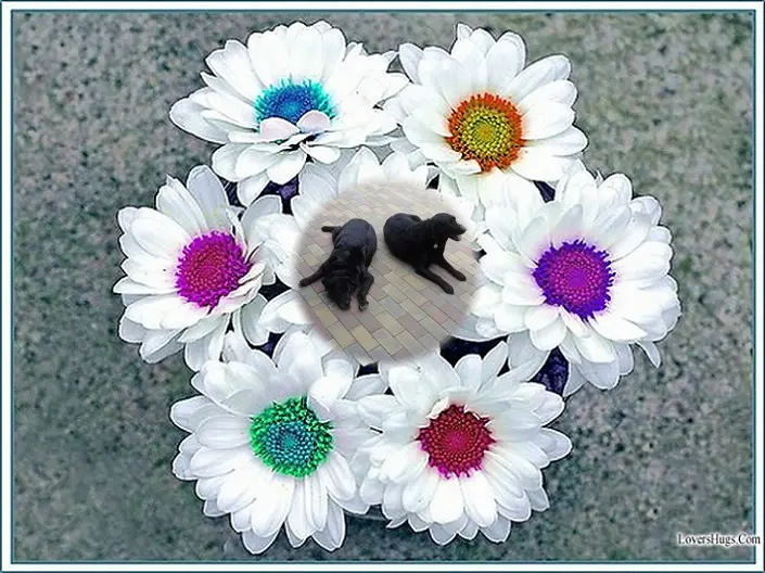 Condolence image of ❤️❤️❤️