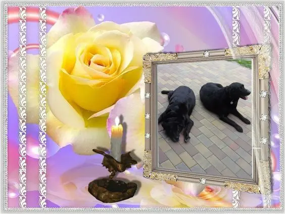 Condolence image of ❤️❤️❤️