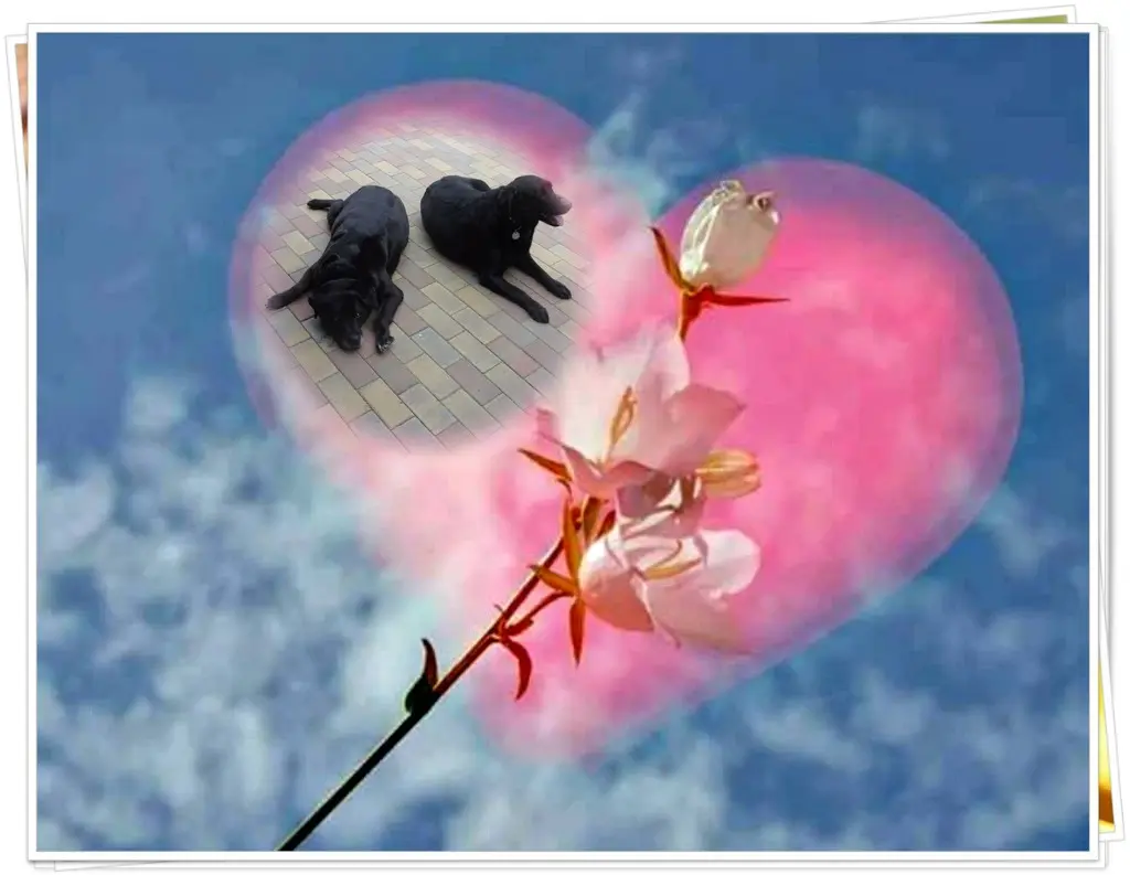 Condolence image of ❤️❤️❤️