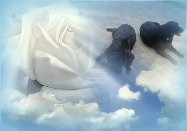 Condolence image of ❤️❤️❤️