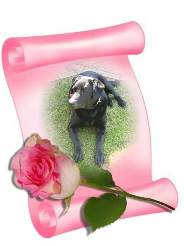 Condolence image of ❤️❤️❤️10 Monate❤️❤️❤️