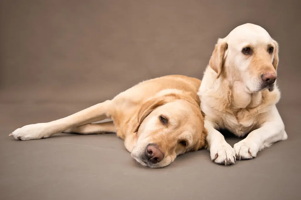 Condolence image of Brigitta