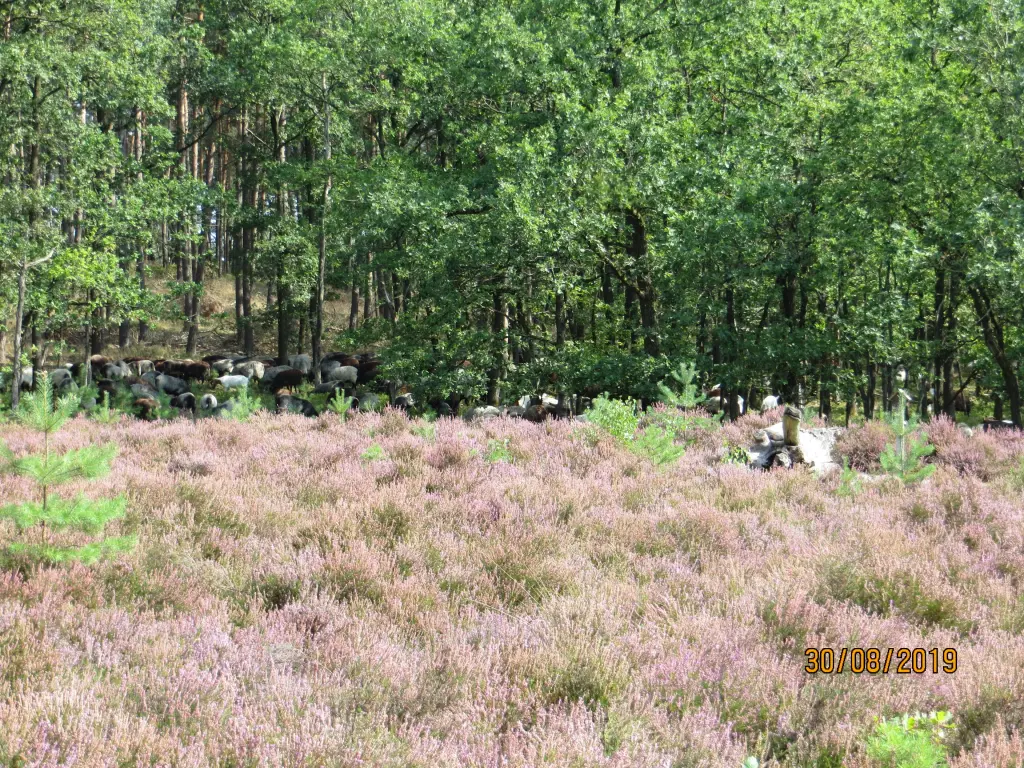 Condolence image of Uschi mit Seelenfreunden Shiva, Jojo und Merlin