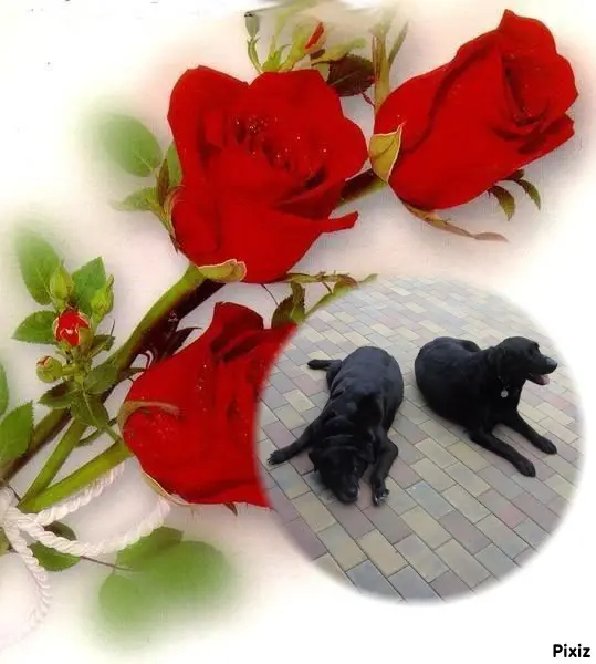 Condolence image of ❤️❤️❤️