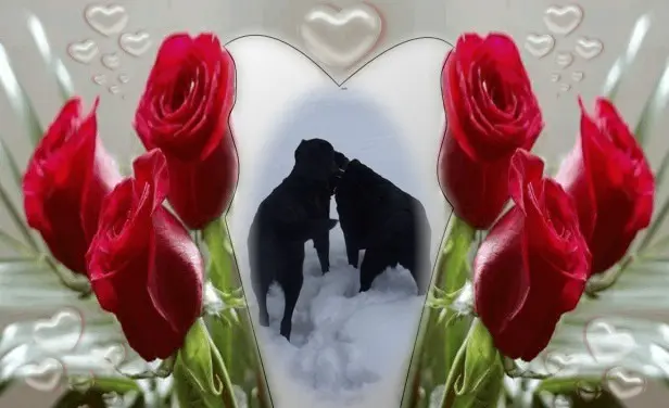 Condolence image of ❤️❤️❤️