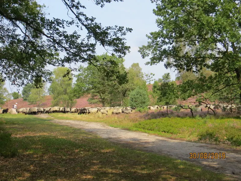 Condolence image of Uschi mit Seelenfreunden Shiva, Jojo und Merlin