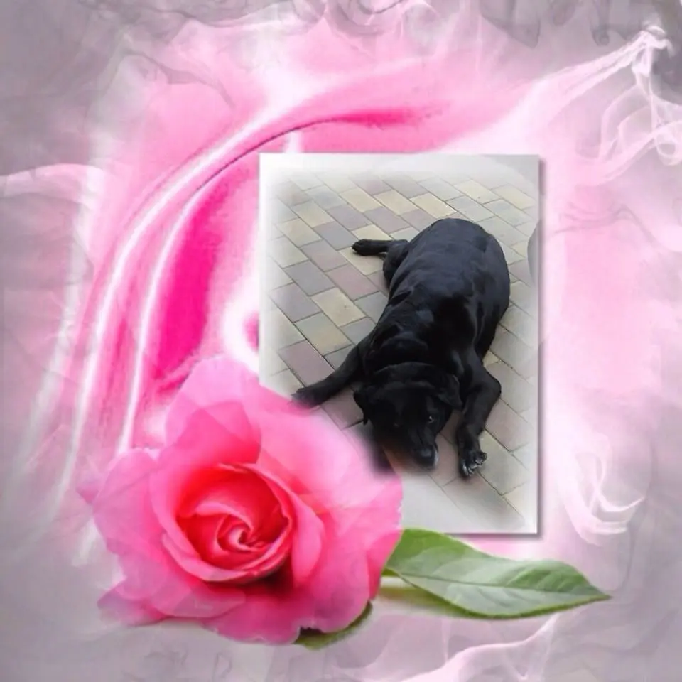 Condolence image of ❤️❤️❤️