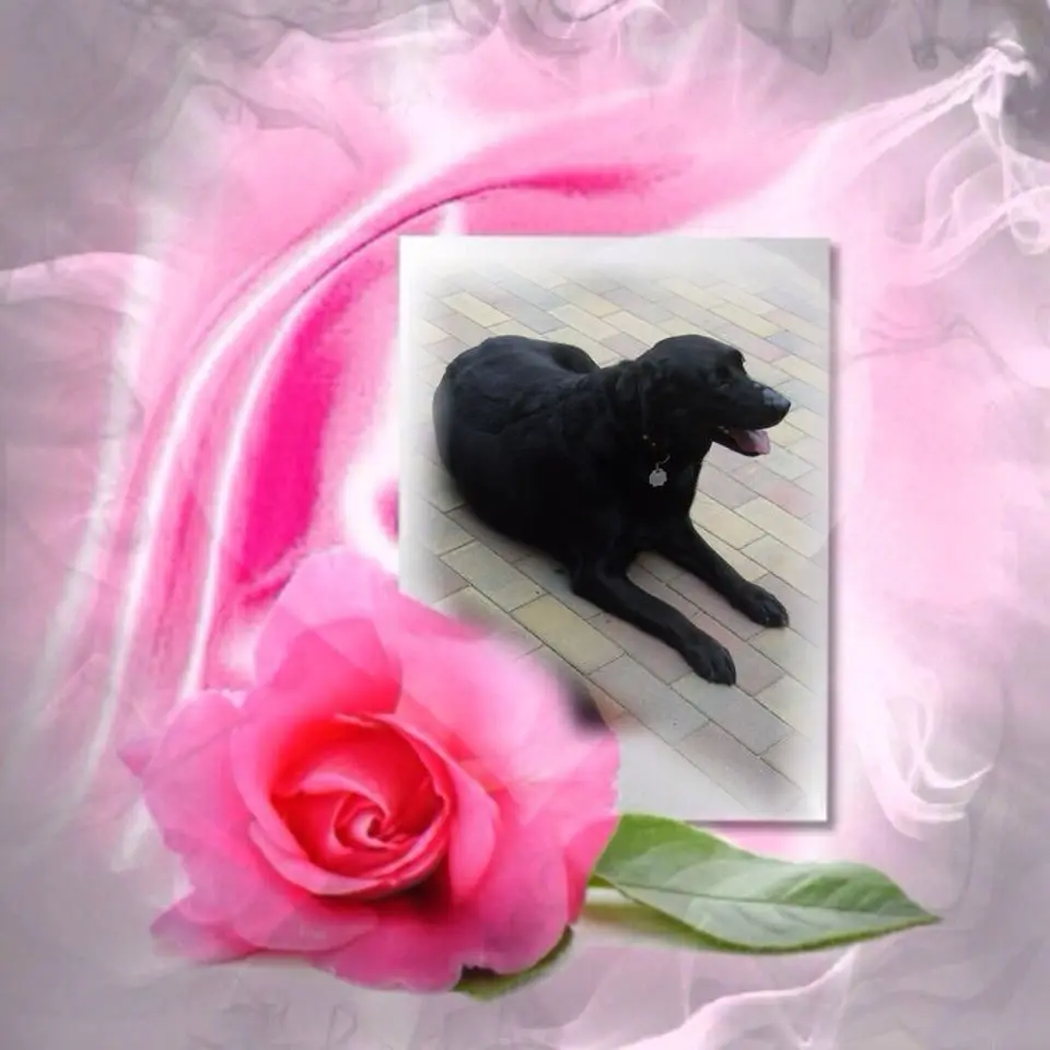 Condolence image of ❤️❤️❤️