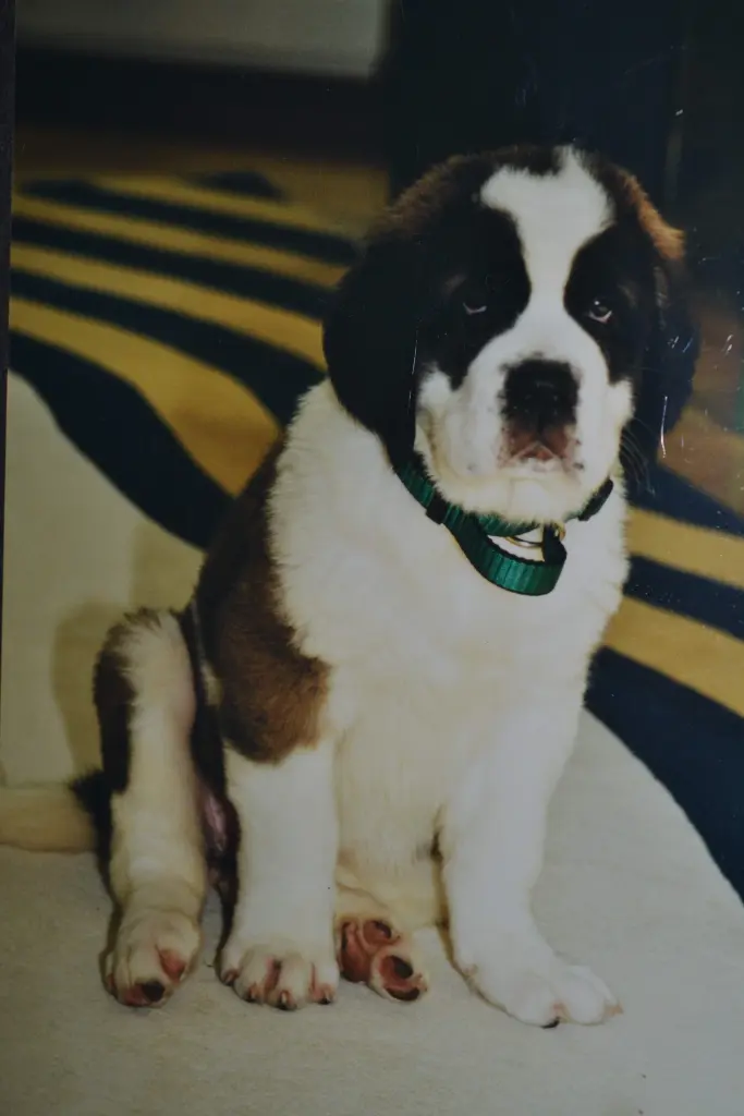 Condolence image of Brigitta