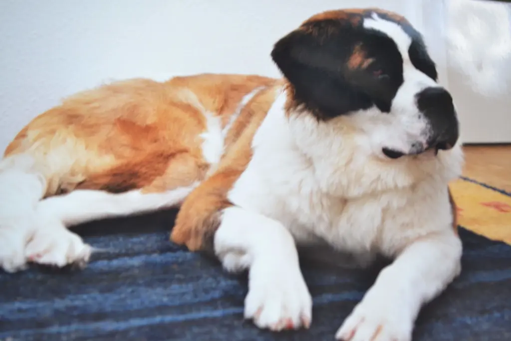 Condolence image of Brigitta