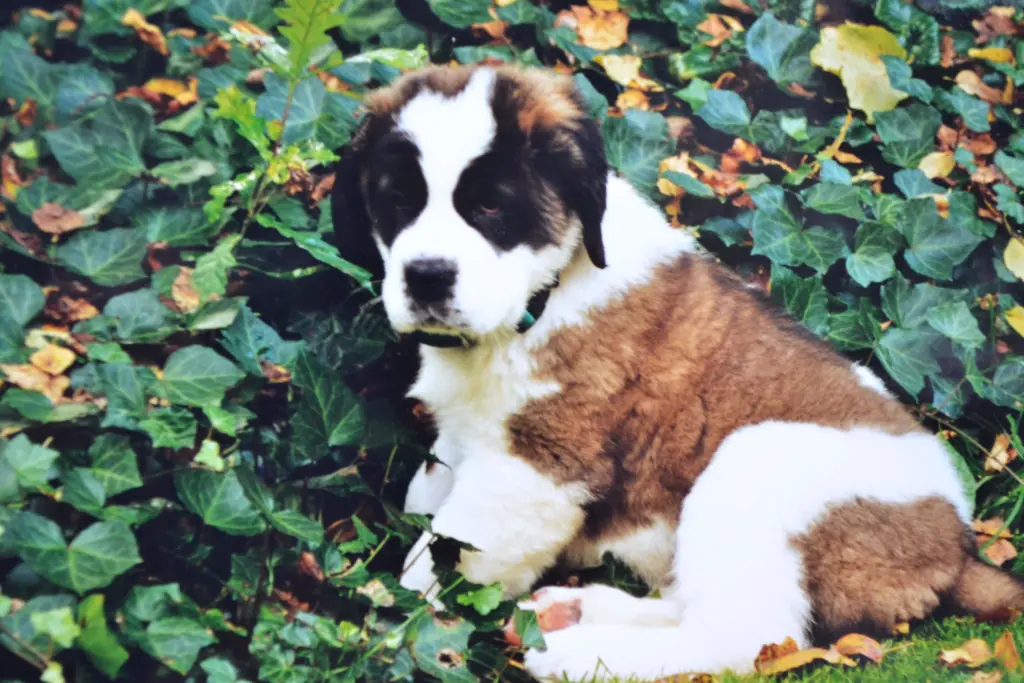 Condolence image of Brigitta