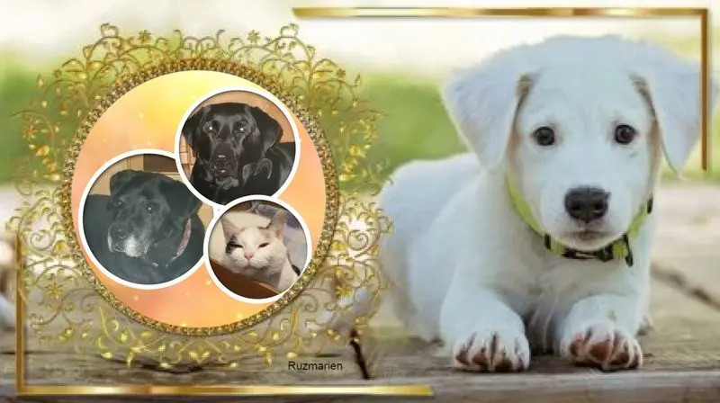 Condolence image of ❤️❤️❤️