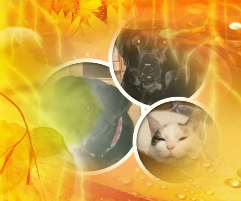 Condolence image of ❤️❤️❤️❤️❤️❤️❤️❤️❤️❤️❤️❤️❤️❤️