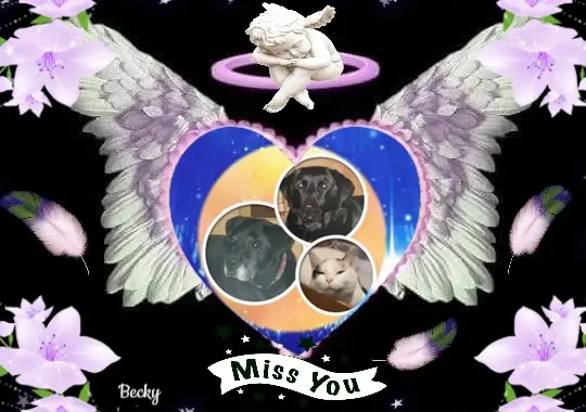 Condolence image of Gute Nacht❤️❤️❤️Mauschen❤️❤️❤️