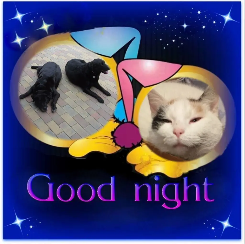 Condolence image of Gute Nacht❤️❤️❤️Mauschen❤️❤️❤️