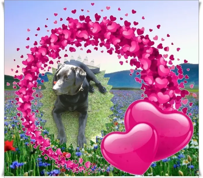 Condolence image of Sonntags❤️Sternchen❤️❤️❤️