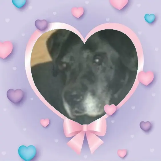 Condolence image of Andrea mit Minki im ♥️ gest. 19.10.2020