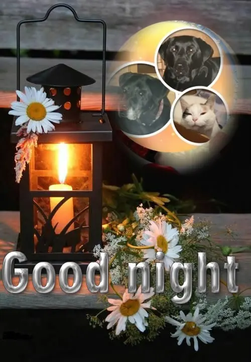 Condolence image of Gute Nacht❤️❤️❤️Mauschen❤️❤️❤️