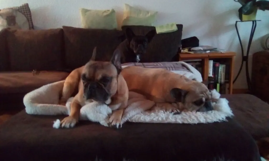 Condolence image of Elfi mit Joy,Meggy,Robby U Buddy im Herzen