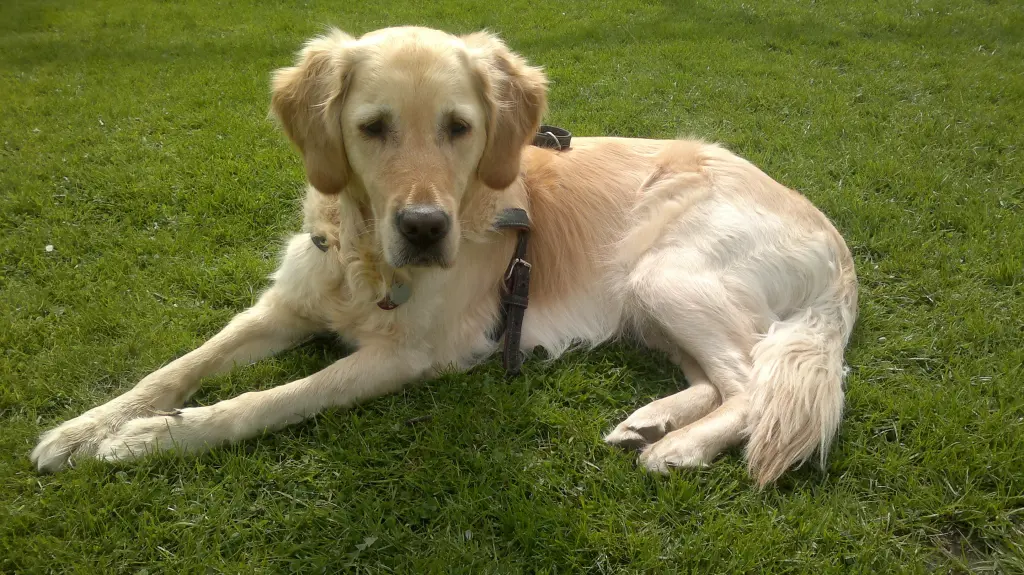 Condolence image of Kerstin mit Bolle 