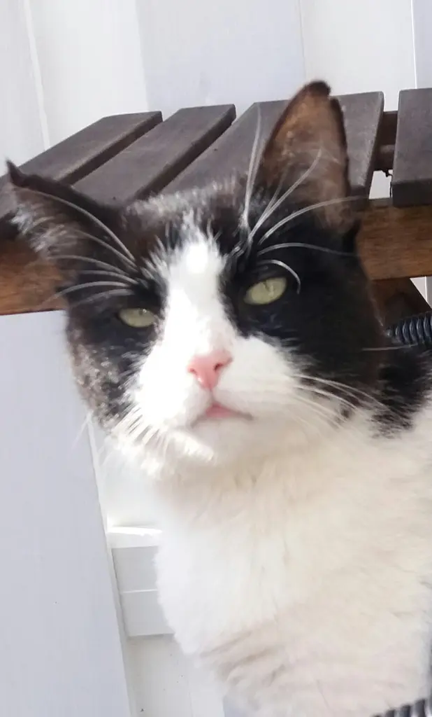 Andachtsbild von Monika mit Seelenkater Carlo tief im Herzen