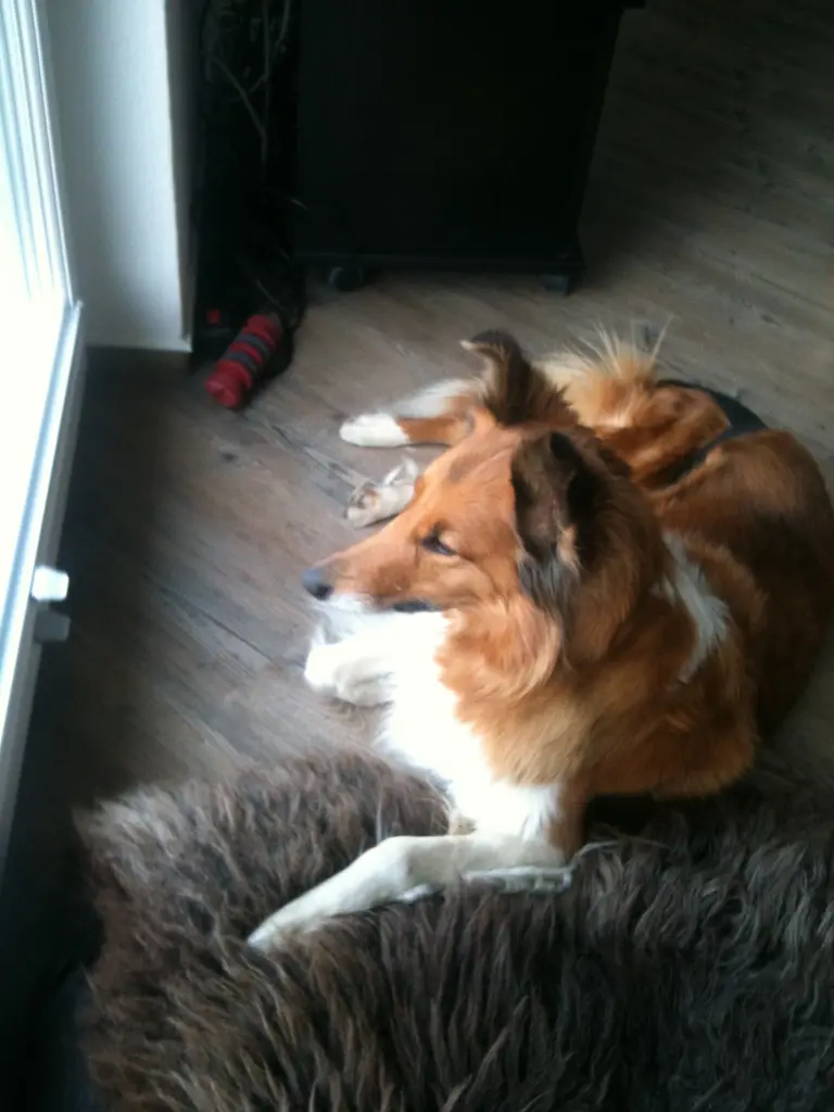 Condolence image of Katharina mit Merle im Herzen