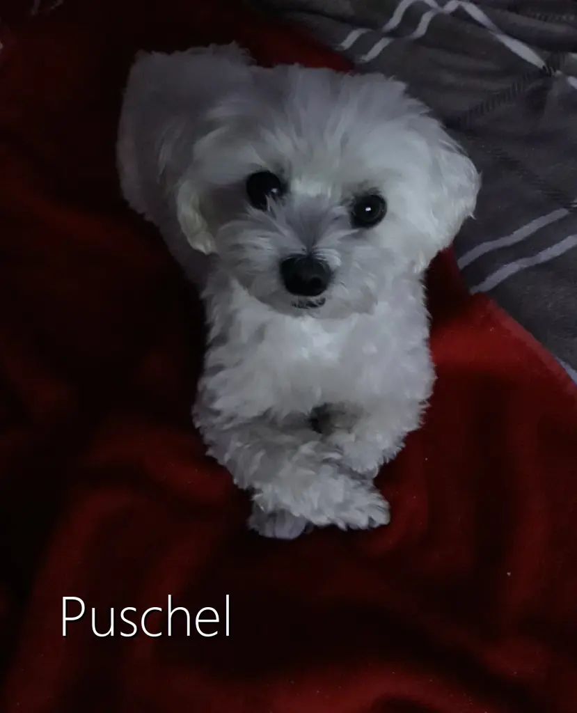 Andachtsbild von Annette