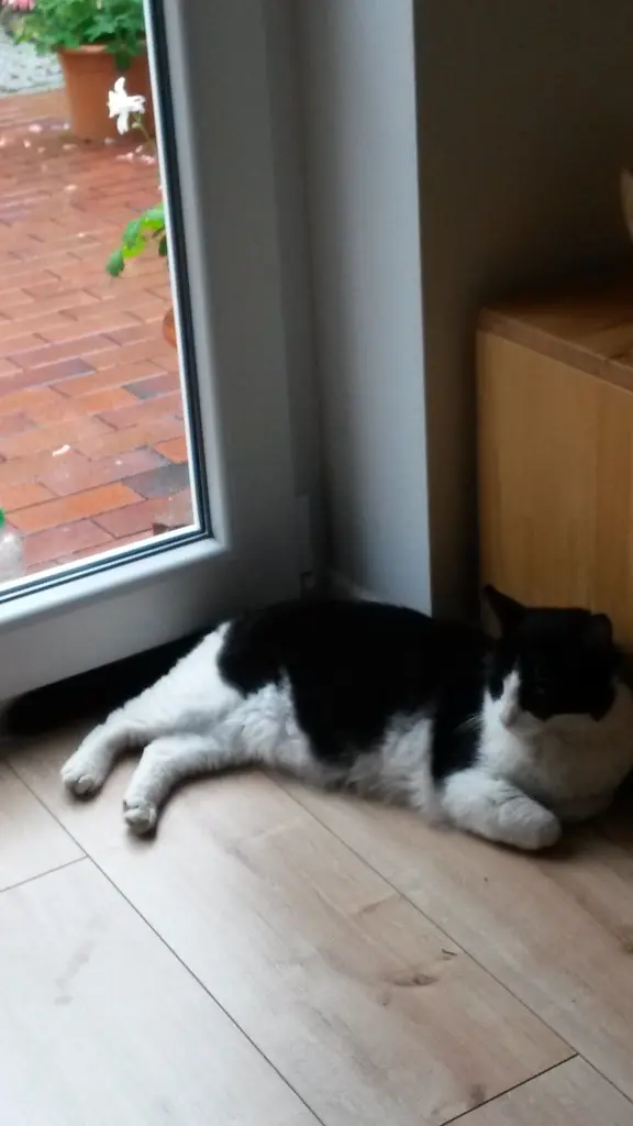 Condolence image of Monika mit Seelenkater Carlo tief im Herzen 