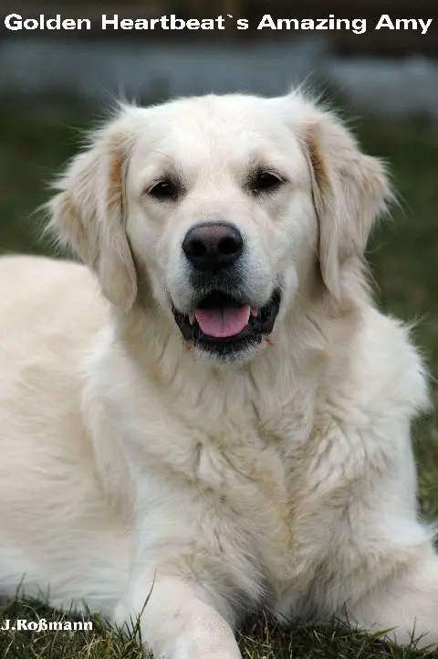 Condolence image of Erika mit Amy im Herzen