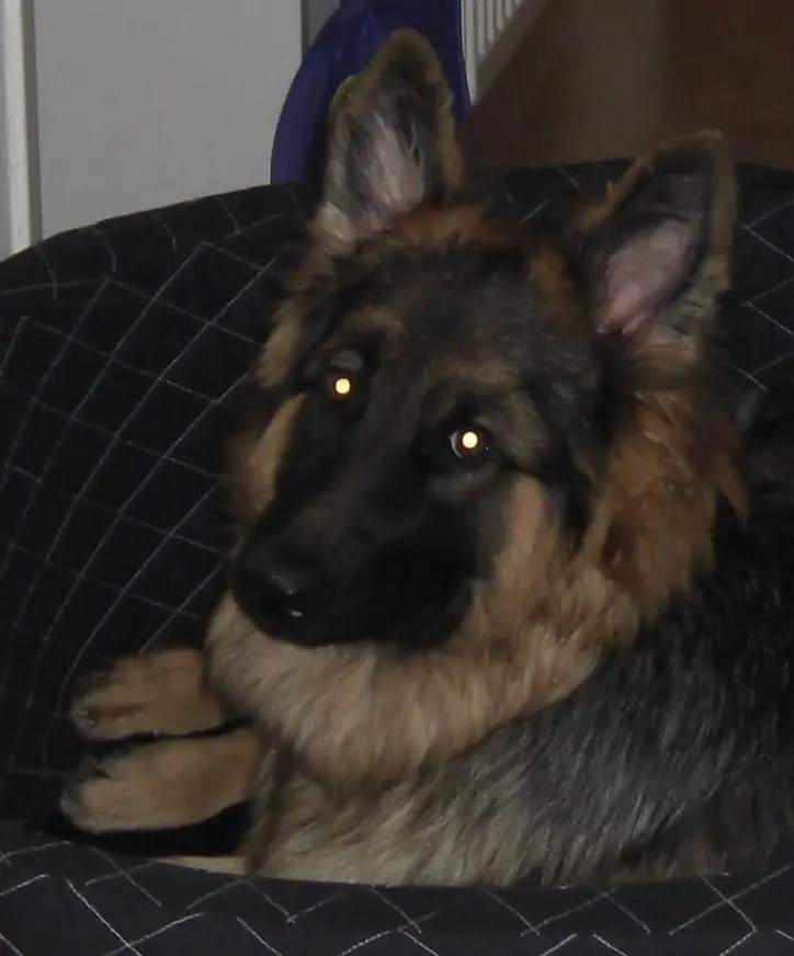 Condolence image of Klaudia mit Misiu❤❤❤