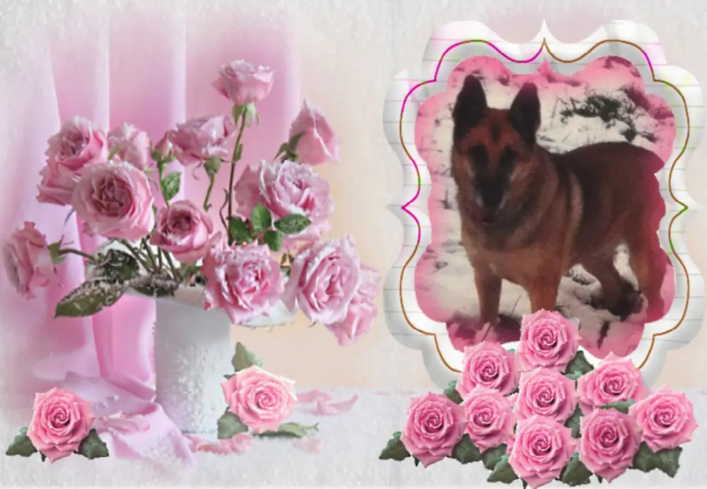 Condolence image of Klaudia mit Misiu❤❤❤