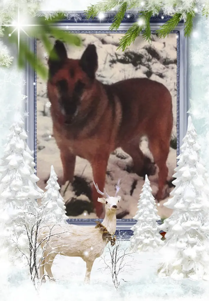 Condolence image of Fur Liebe Tara❤