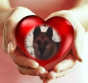 Condolence image of Sonntags Rosen ❤️fur Liebe Tara❤️