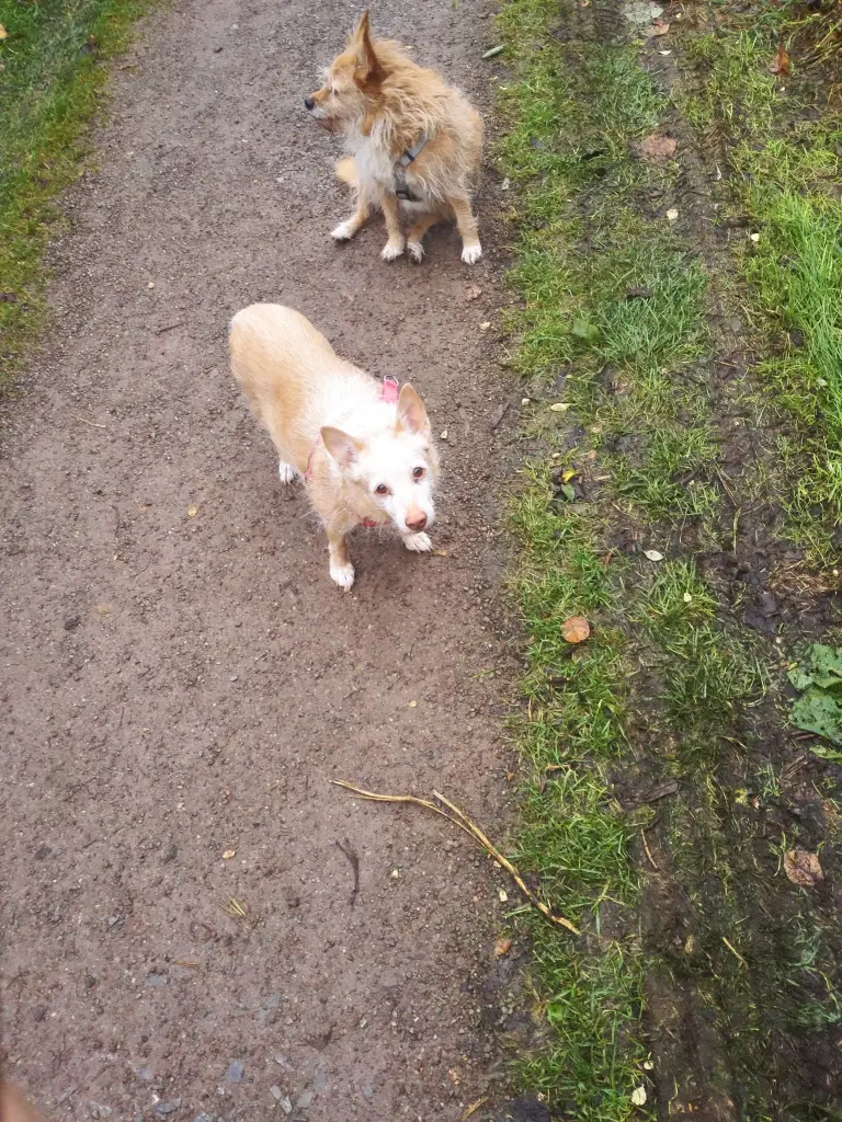 Condolence image of Martina ,Kevin und Jörg mit Lia und Linsi im Herzen