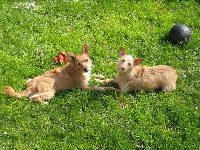 Condolence image of Martina Jörg und Kevin mit Lia und Linsi im Herzen