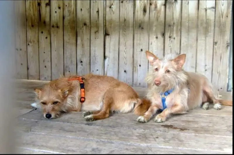 Condolence image of Martina Jörg und Kevin mit Lia und Linsi im Herzen
