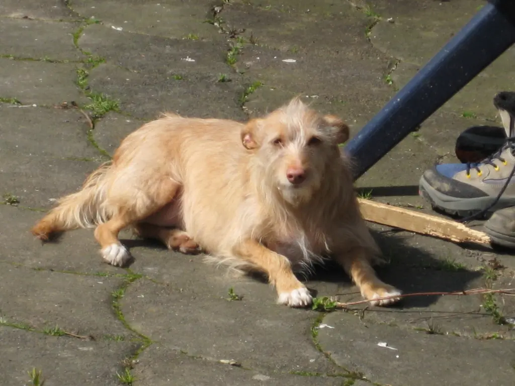 Condolence image of Martina Jörg und Kevin mit Lia und Linsi im Herzen