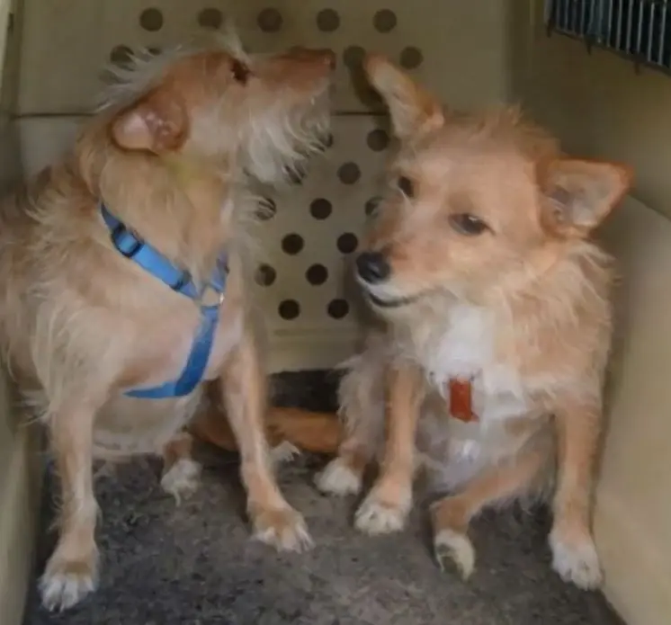Condolence image of Martina Jörg und Kevin mit Lia und Linsi im Herzen
