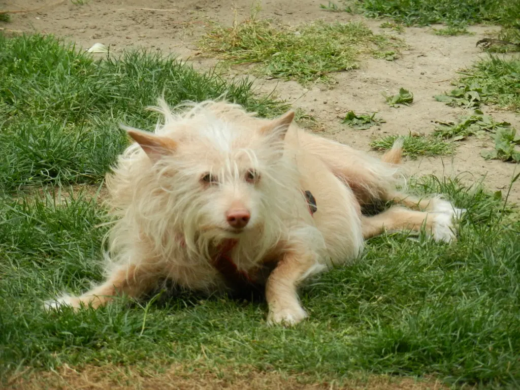 Condolence image of Martina Jörg und Kevin mit Lia und Linsi im Herzen