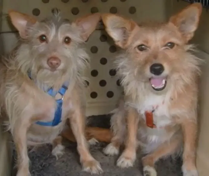Condolence image of Martina und Jörg mit Lia und Linsi im Herzen