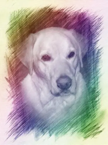 Image from Lucky