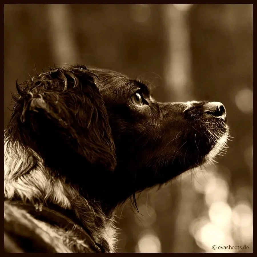 Image from Lucy