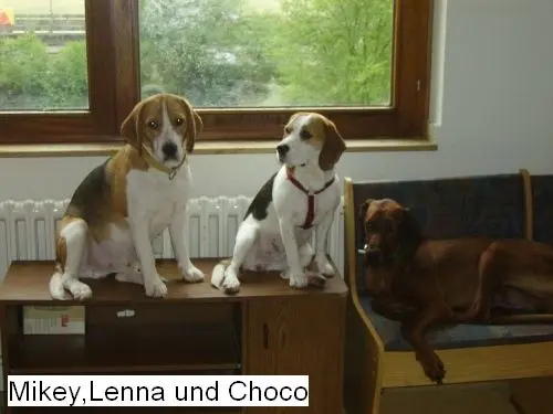 Image from Chocolate