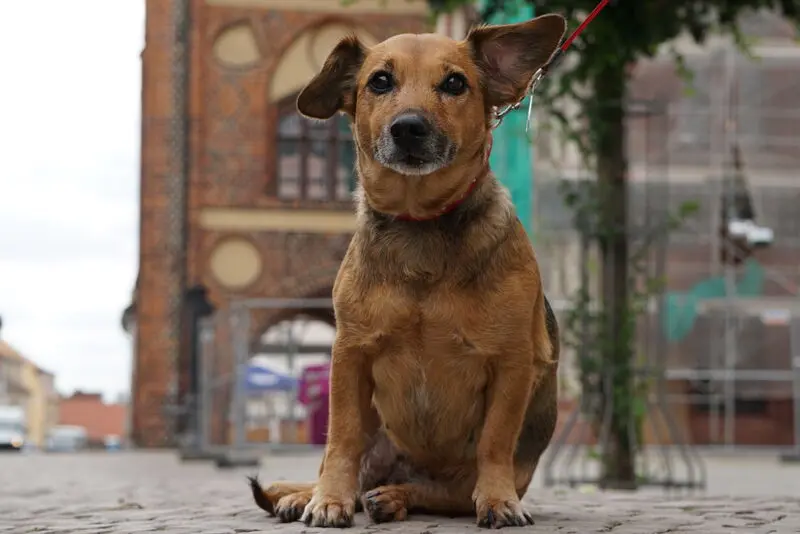 Condolence image of Manuela mit Fiby + 31.01. 2025♡♡♡