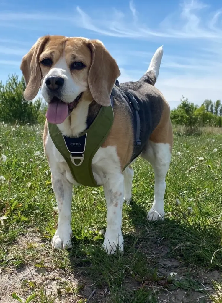 Condolence image of Wenke mit Lilli im❤️