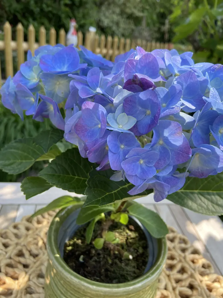 Condolence image of Wenke mit Lilli im❤️