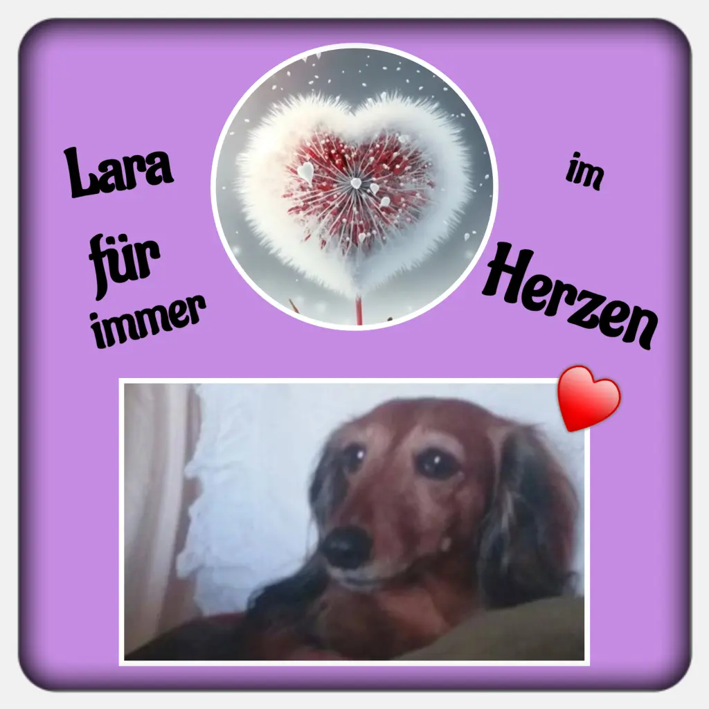 Condolence image of Martina mit Seelenhund Samy ♥️⭐♥️ für immer im Herzen 