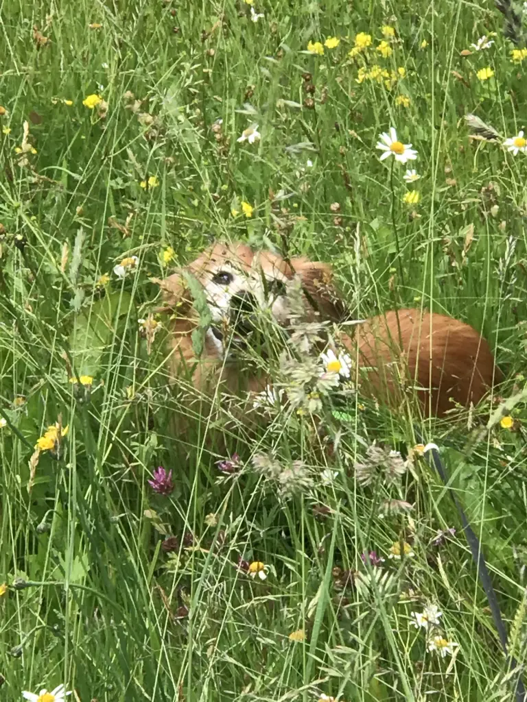 Condolence image of Heike 