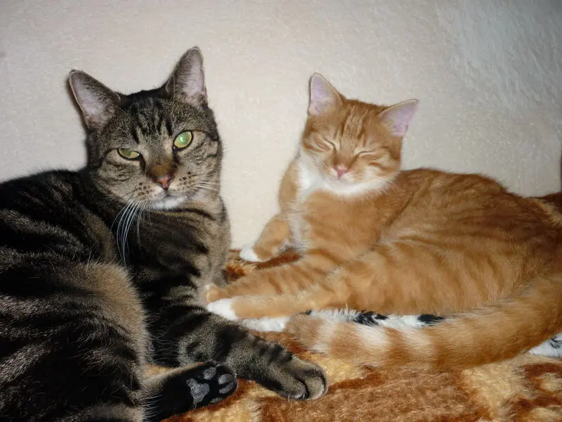 Condolence image of Dagmar mit Otto und Willy im Herzen