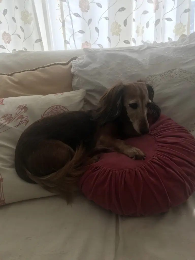 Condolence image of ♥️♥️♥️♥️♥️♥️♥️♥️♥️